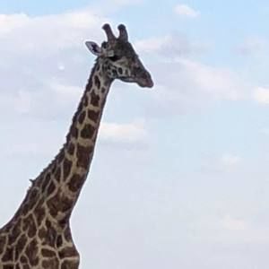 Meet your Posher, Gloria